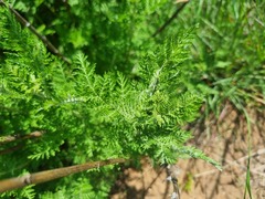 Artemisia afra