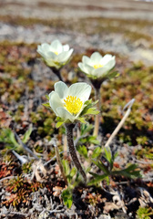 Anemonastrum sibiricum