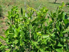 Canthium suberosum