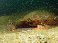 Maja brachydactyla