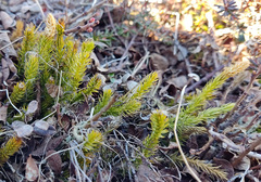 Spinulum annotinum alpestre