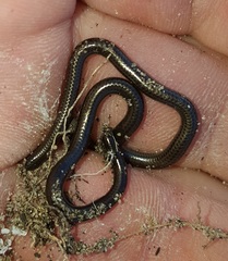 Leptotyphlops nigricans