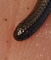 Leptotyphlops nigricans