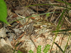 Sceloporus chrysostictus
