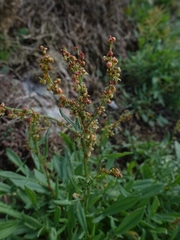 Rumex acetosella