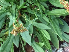 Rumex acetosella