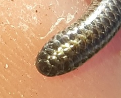 Leptotyphlops nigricans