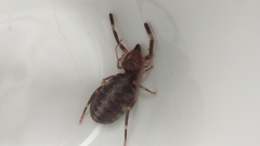 Ammotrechidae