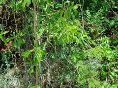 Senecio pleistocephalus