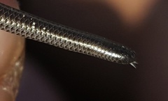 Leptotyphlops nigricans