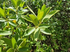 Senecio pleistocephalus