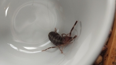 Ammotrechidae