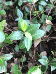 Trachelospermum