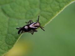 Delphax crassicornis