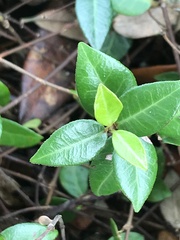Trachelospermum