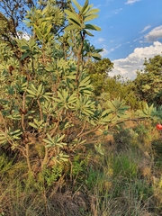 Protea caffra caffra