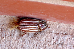 Polyphylla decemlineata
