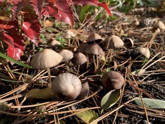 Pennatae