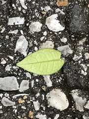 Trachelospermum