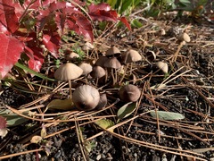 Pennatae