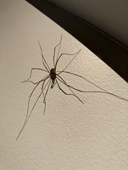 Dicranopalpus ramosus