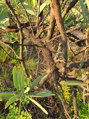 Protea caffra caffra