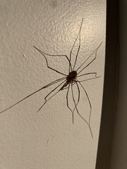 Dicranopalpus ramosus