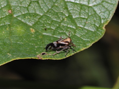 Delphax crassicornis