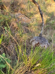 Protea caffra caffra