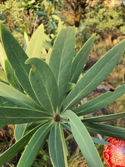 Protea caffra caffra