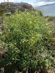 Senecio sylvaticus