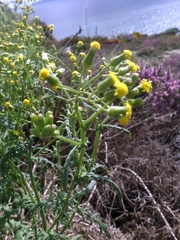 Senecio sylvaticus
