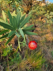Protea caffra caffra
