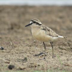 Charadrius pecuarius