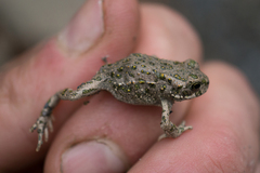 Bufotes viridis sitibundus