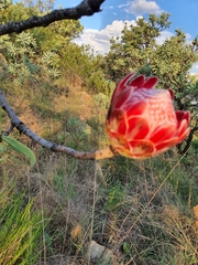 Protea caffra caffra