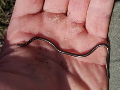 Leptotyphlops nigricans