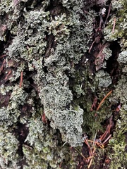 Cladonia digitata