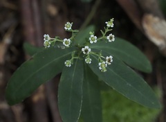 Euphorbia pubentissima