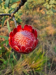 Protea caffra caffra