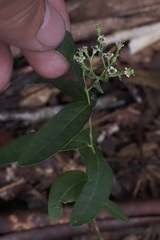 Euphorbia pubentissima