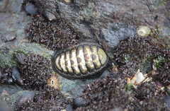 Chiton granosus