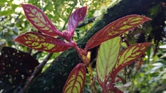 Columnea