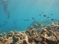 Pycnochromis vanderbilti