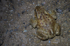 Bufo verrucosissimus