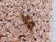 Epiblema otiosana