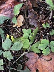Tiarella