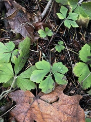 Tiarella