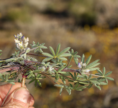 Lupinus concinnus