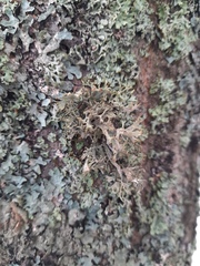 Pseudevernia furfuracea